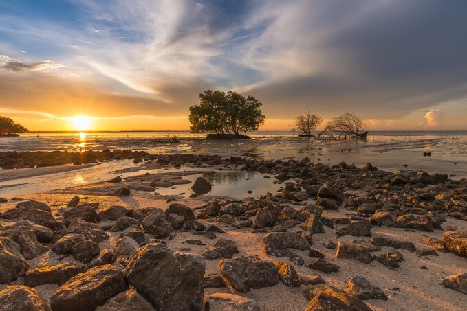 Mangrove forest during sunrise